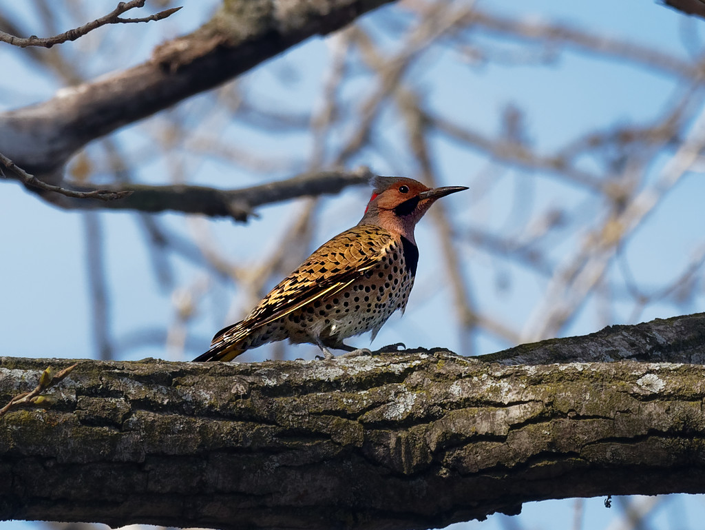 northern flicker in a tree by rminer