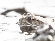 9th Apr 2019 - highkey frog 