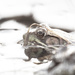 highkey frog  by rminer