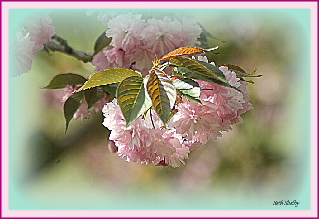 Flowering Cherry by vernabeth