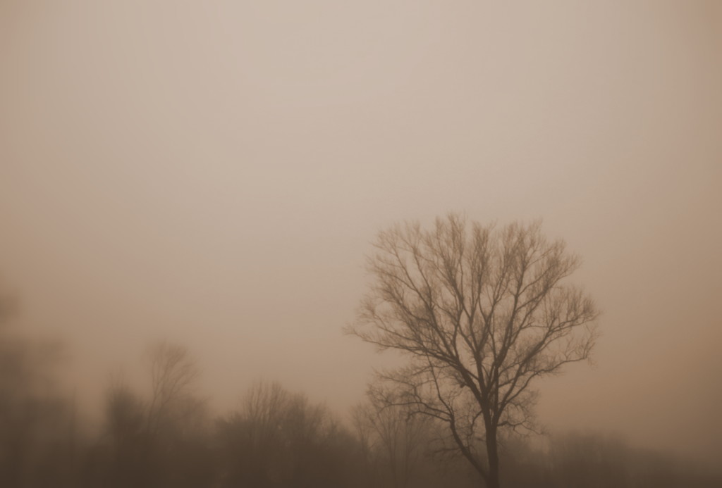 Day 99:  Stef's Tree On A Foggy Morning by sheilalorson