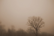 9th Apr 2019 - Day 99:  Stef's Tree On A Foggy Morning