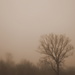 Day 99:  Stef's Tree On A Foggy Morning by sheilalorson