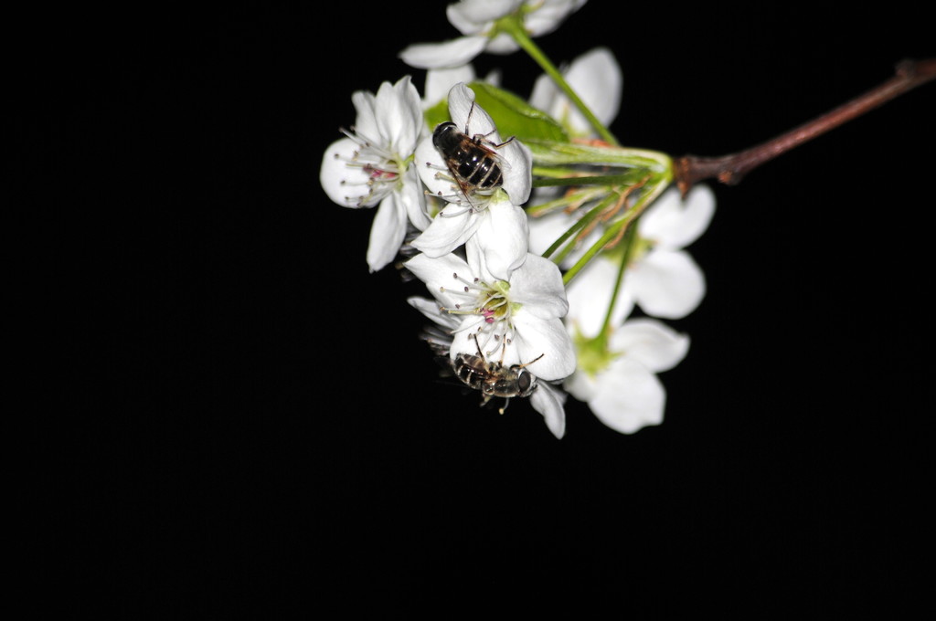 Honey Bee by genealogygenie