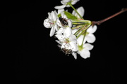 9th Apr 2019 - Honey Bee
