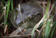 8th Apr 2019 - Bullfrog in the Grass