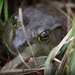 Bullfrog in the Grass by calm
