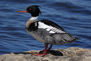 9th Apr 2019 - Red-breasted Merganser