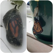 10th Apr 2019 - Monarch about to emerge