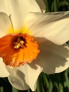 9th Apr 2019 - Daffodil Close Up