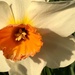Daffodil Close Up by clay88