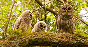 9th Apr 2019 - Barred Owl Family!