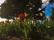 7th Apr 2019 - More Tulips
