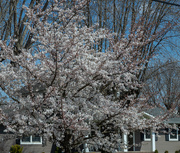 7th Apr 2019 - Flowering Tree I