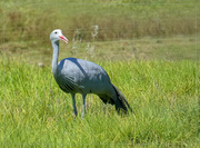 10th Apr 2019 - Blue crane