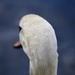 Swan’s Head by phil_sandford