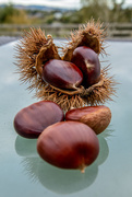 10th Apr 2019 - Chestnuts or Conkers