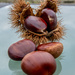 Chestnuts or Conkers by yorkshirekiwi