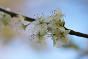 10th Apr 2019 - bullace flowers