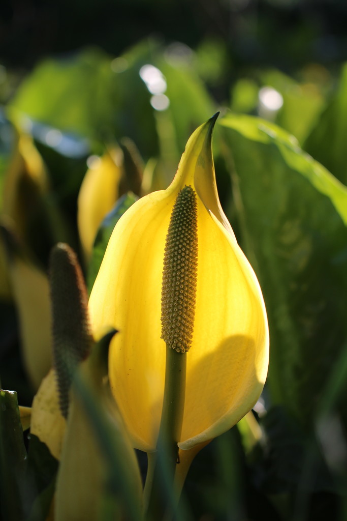 skunk cabbage patch by callymazoo