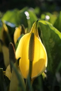 11th Apr 2019 - skunk cabbage patch