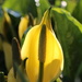 skunk cabbage patch by callymazoo