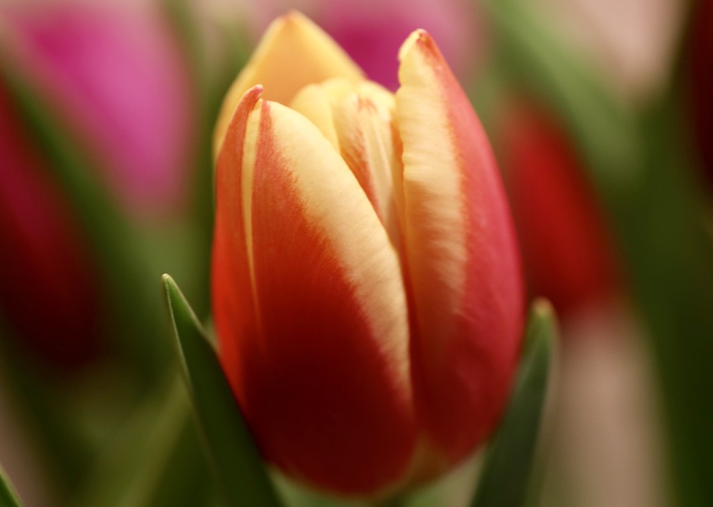 Tulip Fire by phil_sandford