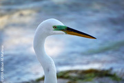 6th Feb 2019 - Great Egret - Close Up