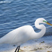 Great Egret by falcon11