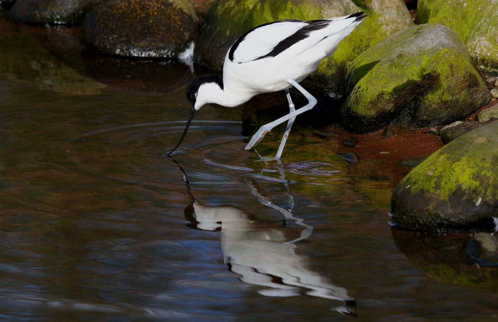 REFLECTED AVOCET by markp