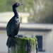 Pelagic Cormorant...A closer look. by seattlite