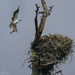 Osprey Nest Building by jgpittenger