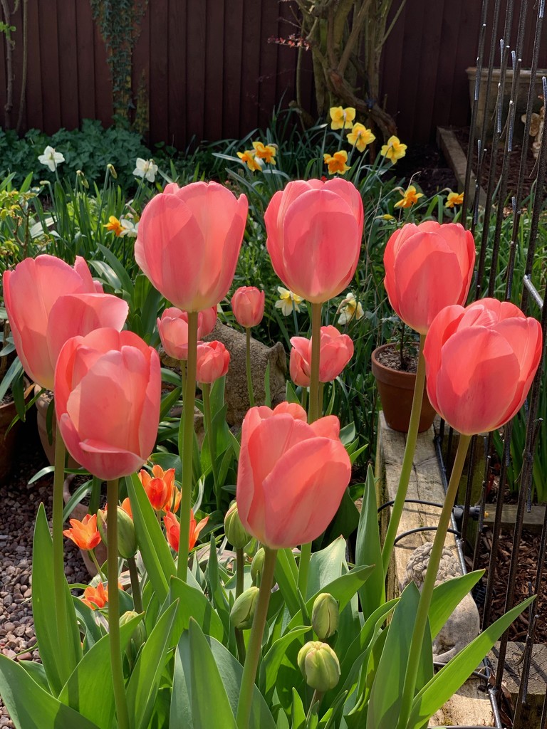 Tulips in the back garden by 365projectmaxine