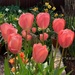 Tulips in the back garden by 365projectmaxine