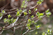 10th Apr 2019 - Lilac bush leaves