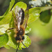 Tawny Mining Bee? by philhendry