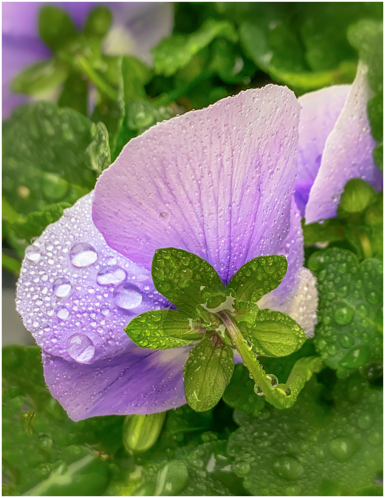 purple pansy in the rain by jernst1779