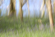 8th Apr 2019 - another ICM bluebell wood.