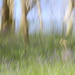 another ICM bluebell wood. by callymazoo