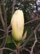 10th Apr 2019 - Cream magnolia