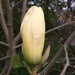 Cream magnolia by 365anne