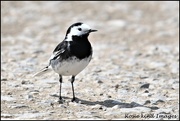 10th Apr 2019 - Pied Wagtail