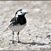 Pied Wagtail by rosiekind
