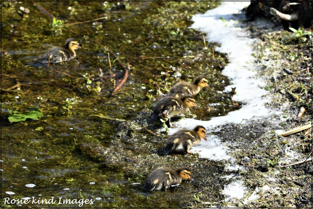 Five of six little ducklings by rosiekind