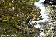 10th Apr 2019 - Five of six little ducklings