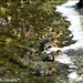 Five of six little ducklings by rosiekind
