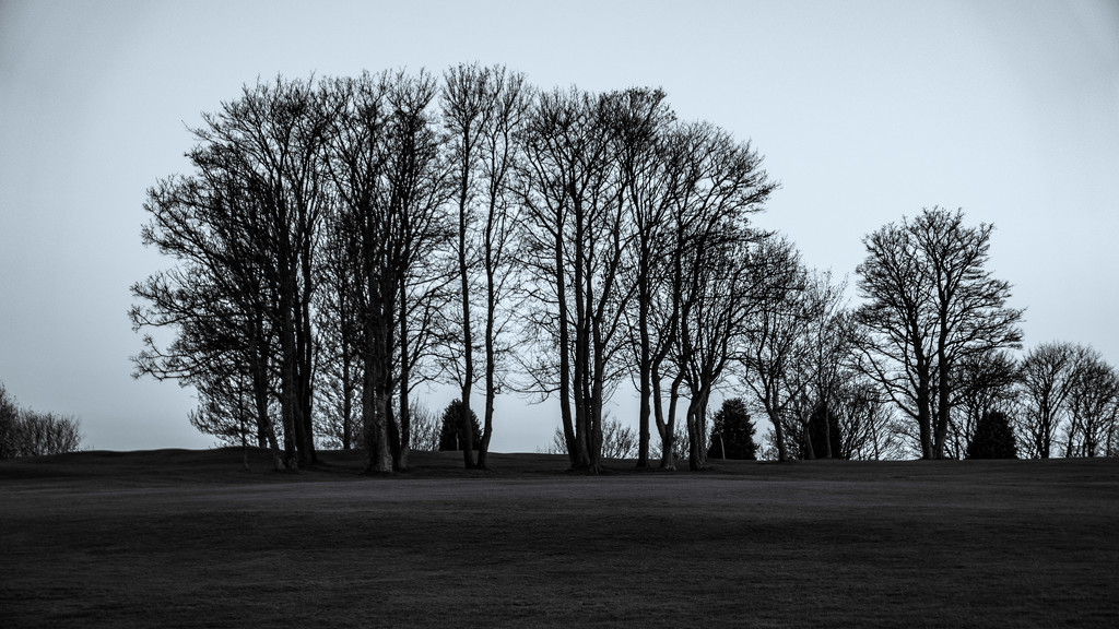 Trees on the golf course by frequentframes