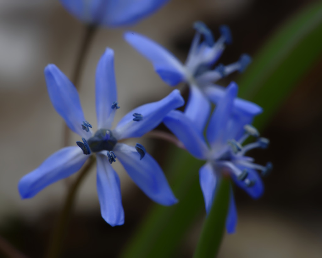 squill by rminer