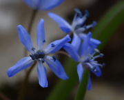 10th Apr 2019 - squill