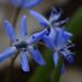 squill by rminer